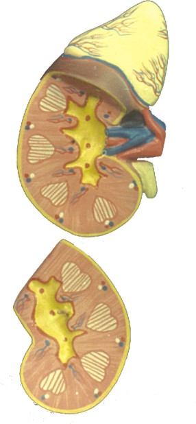 HUMAN SPINAL CORD